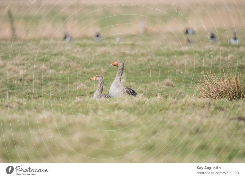 grey geese Anser anser Field geese Real geese Anserini goose birds Anseriformes fauna Grey-brown shade Duck birds anatidae Mud flats Wadden Sea National Park