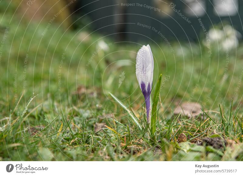 crocus blossom Spring Nature Flower Spring flower Spring flowering plant Violet Blossom Spring fever Spring crocus Garden Plant Colour photo