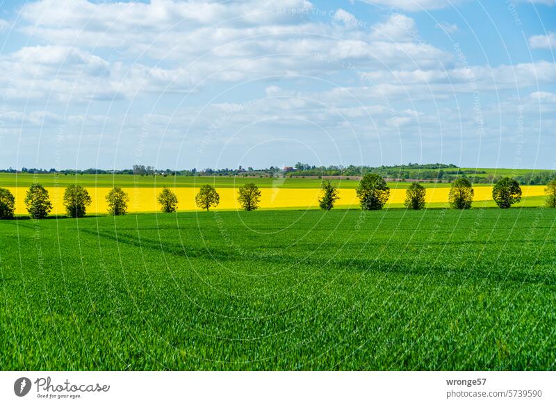 Pre-Harz landscape Canola field Oilseed rape flower yellow fields Spring fever early summer Field Agriculture Oilseed rape cultivation Landscape