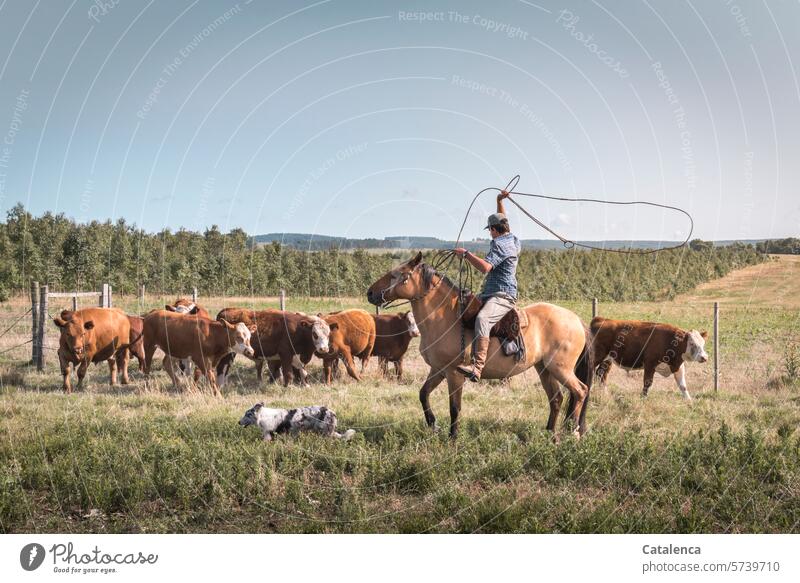 Swing the lasso Nature fauna flora Animal Farm animal Cow Cattle Herd Herd of cattle Horse Rider Gaucho Dog Lasso farm Grass Willow tree Agriculture