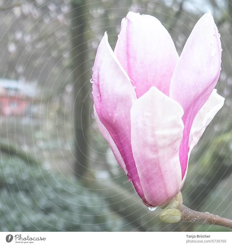 Magnolia blossom in the rain magnolia Joy Force Growth Park Spring fever rainy day magnolia branch raindrops Fresh Pink pink Blossom Magnolia x soulangeana