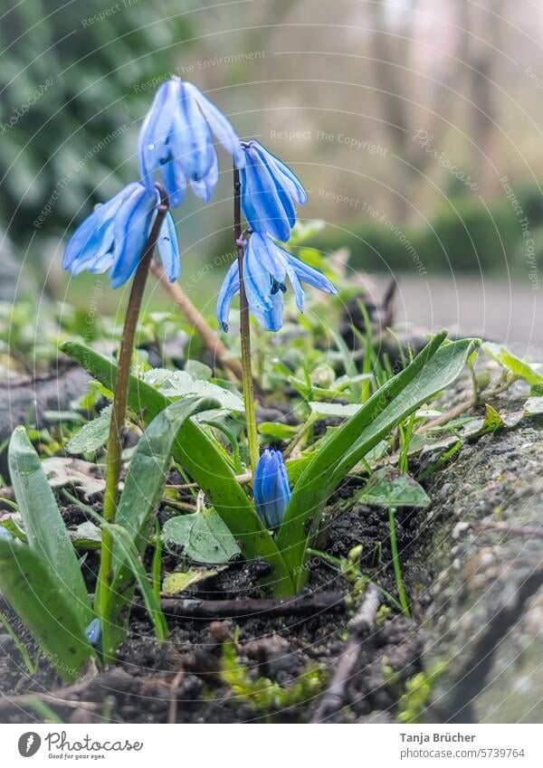 Blue star by the wayside scilla blue star Spring flowering plant Spring fever Blossoming pretty Delicate Alternative medicine Wild plant Agricultural crop