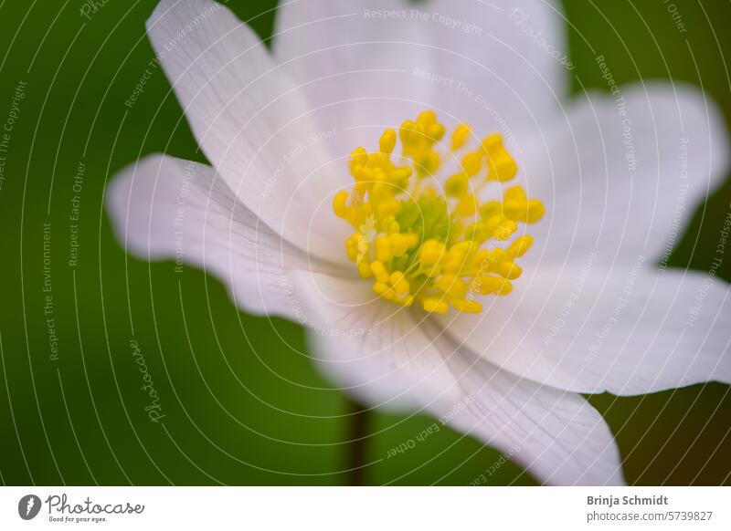 Close-up of an anemone in bloom in spring rural color freshness petal bud growing new life calm lovely peaceful early spring magic blossoms outdoor Park