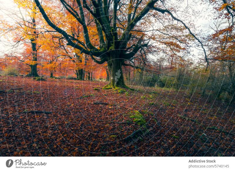 The golden hues of fall blanket the forest floor in Urbasa, with ancient trees standing guard, creating a serene and magical autumnal landscape leaves nature