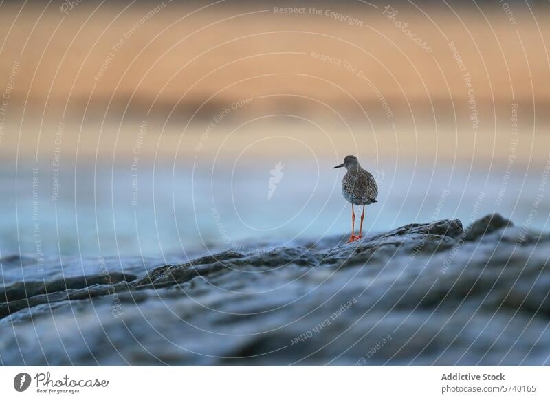 Solitary bird standing on a rocky shoreline at dusk beach evening light reflection solitary wildlife nature perched soft background tranquil outdoor orange legs