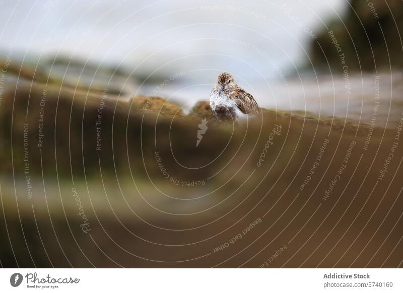 Camouflaged bird resting on a rocky riverside camouflage nature wildlife natural habitat plumage blend environment small seamless animal outdoor water riverbank