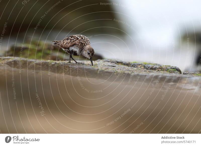 Sandpiper bird foraging on rocky shoreline sandpiper rocks moss plumage coastal habitat wildlife nature avian beak feathers shorebird outdoors natural behavior