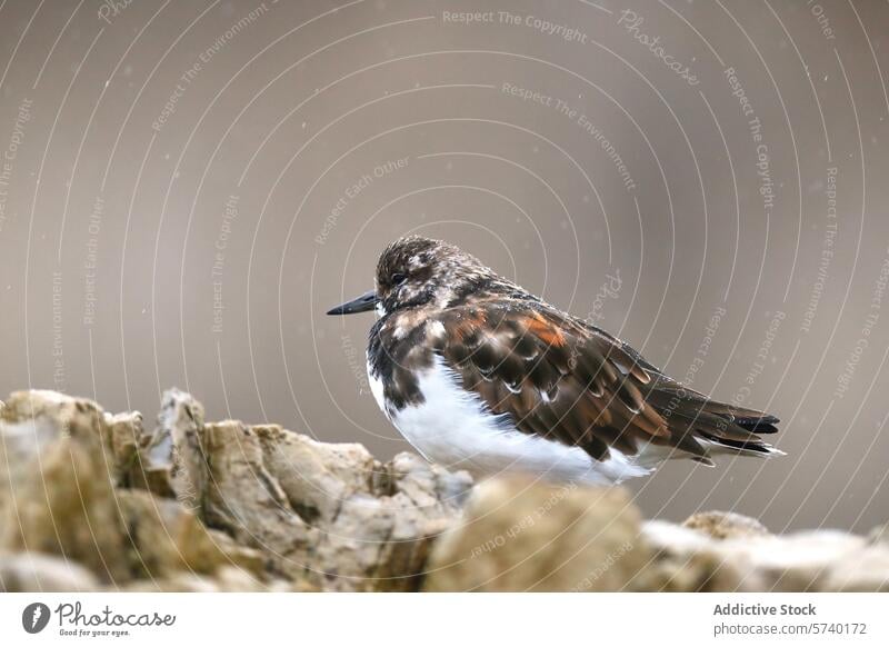 Ruddy turnstone bird resting on a rocky surface ruddy turnstone wildlife nature plumage animal feathers beak avian fauna habitat camouflage blending outdoors