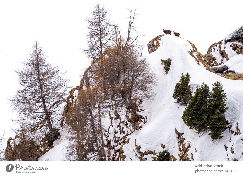 A pair of chamois goats stand atop a snow-covered ridge, surrounded by bare larch trees and evergreens in the alpine wilderness Chamois rebeco animal mountain