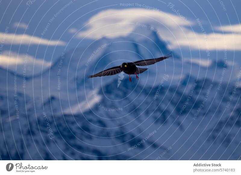 An Alpine chough soars with outstretched wings against a dramatic backdrop of snowy mountain peaks, encapsulating the essence of freedom in the high altitudes.