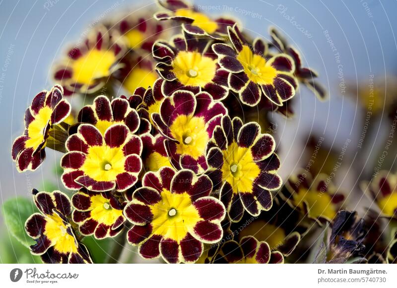 Primula elatior hybrid, primrose; old garden form Primrose primula Hybrids Garden form Primula Elatior Blossom blossoms spring Spring shrub enduring Primulaceae