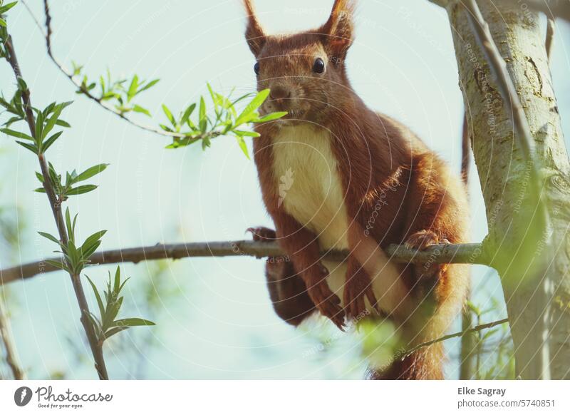 Squirrel doing gymnastics on a branch Animal Nature Cute Pelt Tree sciurus vulgaris Rodent Animal portrait Exterior shot Beautiful weather Wild animal