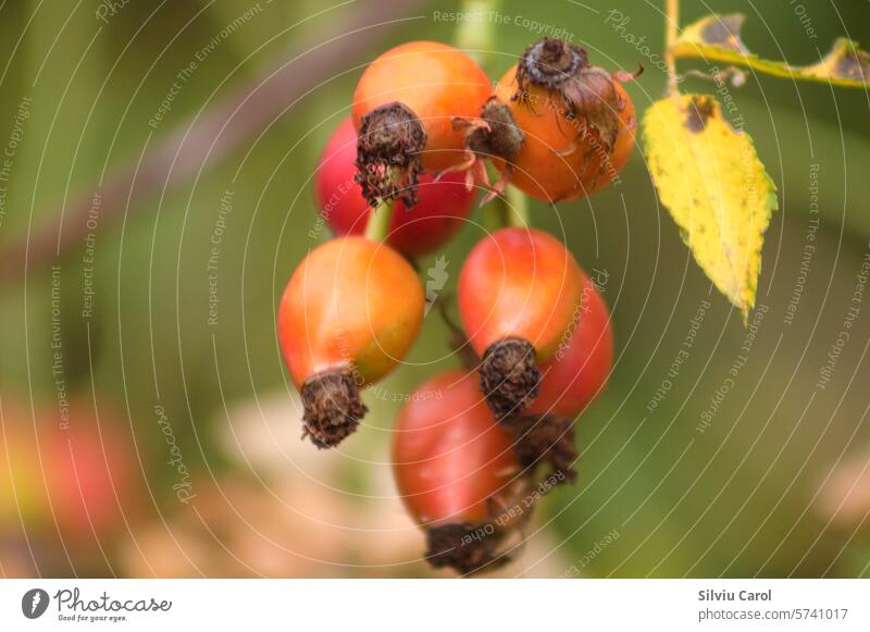 Closeup of red rosehip fruits on branch with green blurred background flora tree branch berry ripe leaf natural nature garden dog rose summer food bush plant