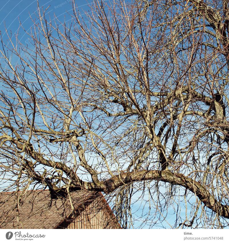 sunny autumn tree in front of barn under partly cloudy blue sky Autumn Branch Twig Change warm Season autumn colours Tree Barn Agriculture Nature Transience