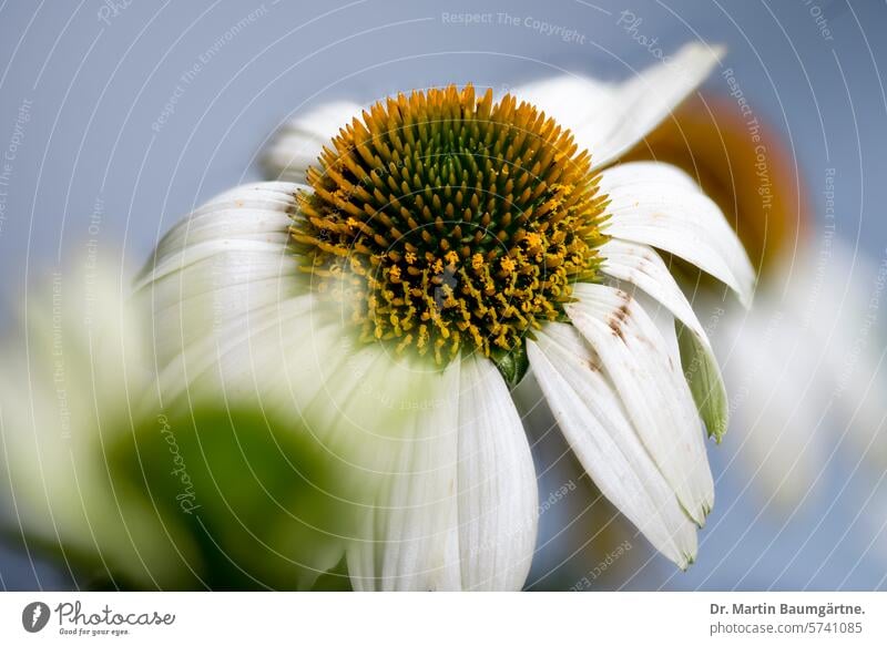 Echinacea purpurea, hedgehog's head, white form purple echinacea Hedgehog Head White shape inflorescence inflorescences shrub Herbacious from North America