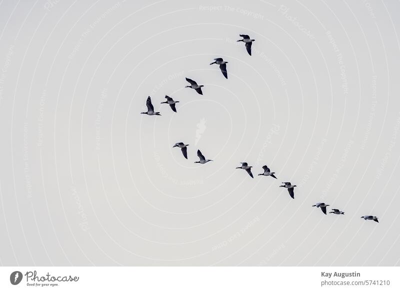 Flock of geese Bird Nature Sky Flight of the birds bird migration Freedom Group of animals Flock of birds Exterior shot Flock of nuns geese Barnacle Geese