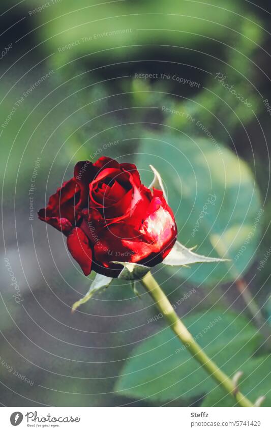 Mindfulness | the rose and me attentiveness pink Red rose Rose blossom blooming rose Rose scent fragrant rose Flower Blossom flower bud petals garden flower