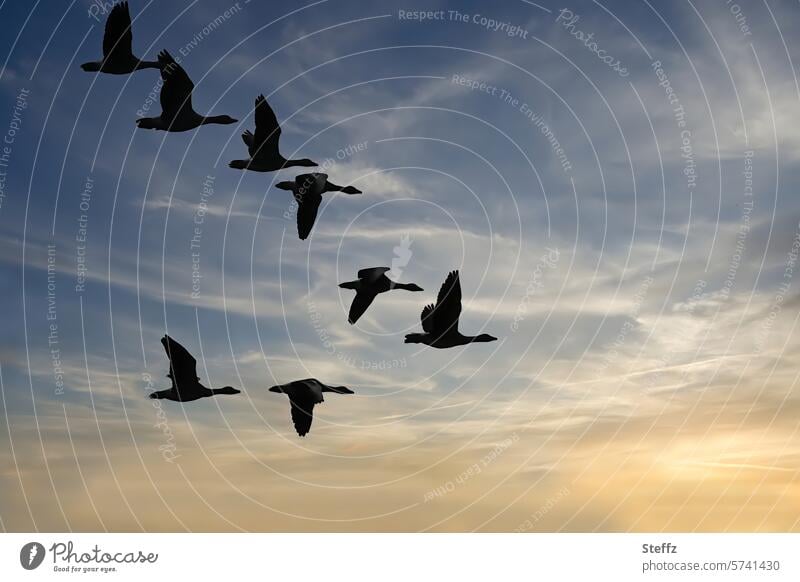 Wild geese fly in the twilight wild geese goose flight Migratory birds Flight of the birds Flock of birds Geese in flight goose birds Birds fly waterfowls