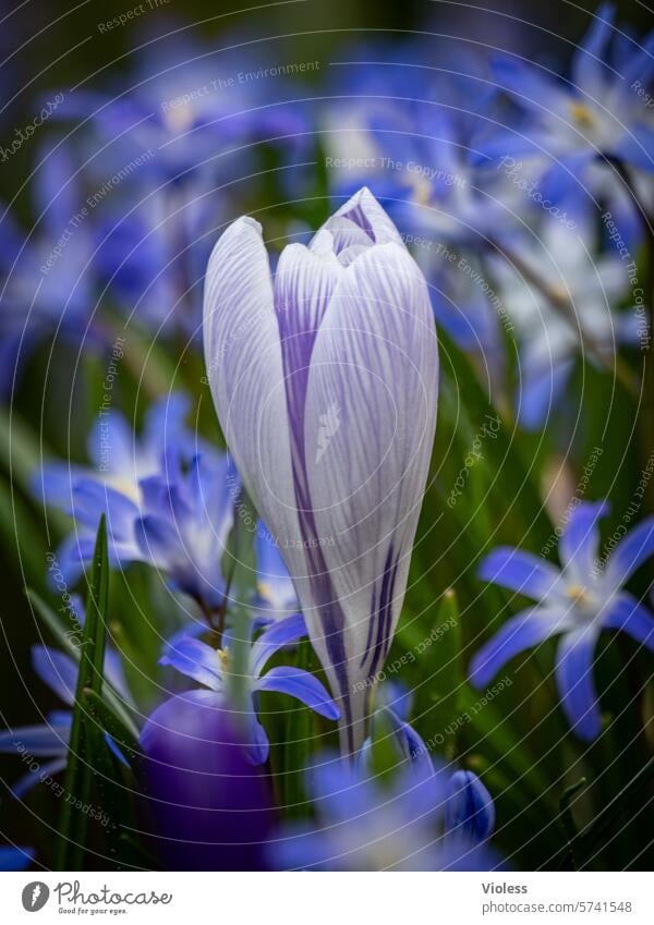 Crocus with a unique position crocus star hyacinth Spring flowers Meadow