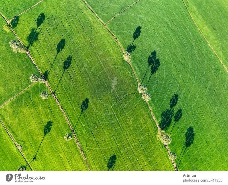 Aerial view of green rice field with trees in Thailand. Above view of agricultural field. Rice plants. Natural pattern of green rice farm. Beauty in nature. Sustainable agriculture. Carbon neutrality.