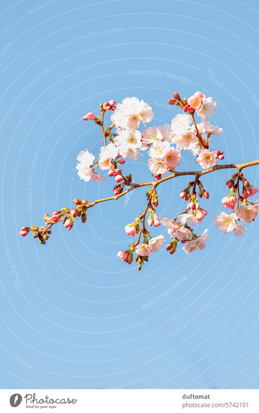 Close up of cherry blossom against a blue sky Spring Blossom Pink Cherry blossom Cherry tree Tree Nature Blossoming Spring fever Garden Branch Plant