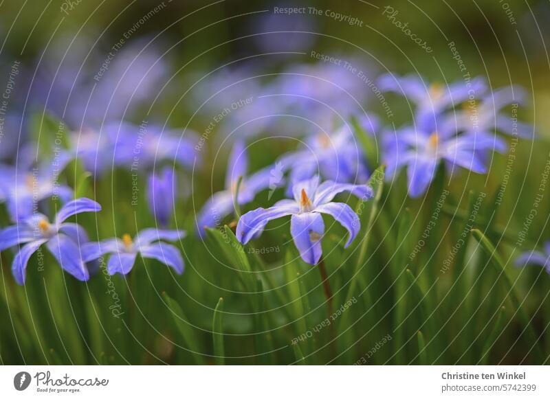 Beautiful star hyacinths bloom in my spring garden Snow Pride Snowglow Chionodoxa luciliae common star hyacinth bulb flower Spring flowering plant Spring fever