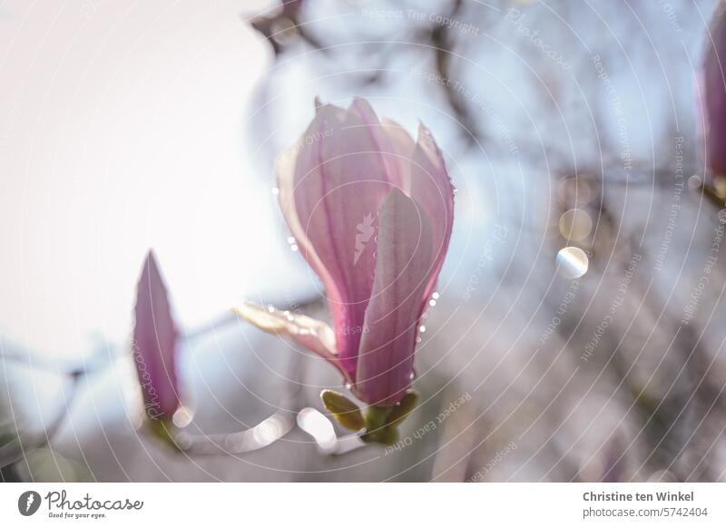 The pink blossom of the magnolia glistens in the sunlight after the rain pink flowers Magnolia blossom Magnolia tree Magnolia plants Spring Tulip Magnolia