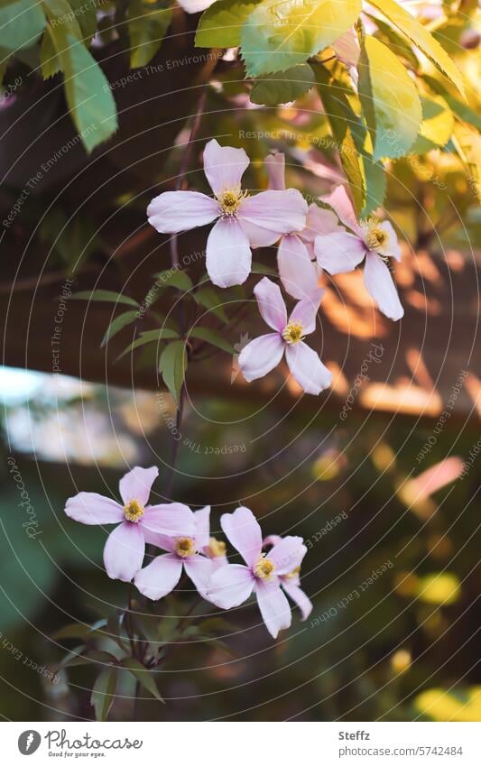 flowering clematis Clematis blossom flowering twig spring flowers Pink shoots petals Ornamental plant Vine plant little flowers spring blossoms Delicate Tendril