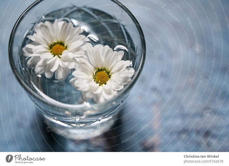 little flowers blossoms flower heads white flowers drinking glass Tumbler 2 flowers delicate blossoms Decoration romantic petals daylight Delicate