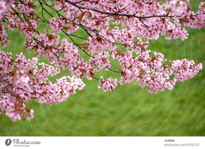 vernal Tree blossoms Spring Blossoming Park Garden Environment cherry blossom Cherry garden show Cherry blossom Pink colors Spring fever sea of blossoms pretty