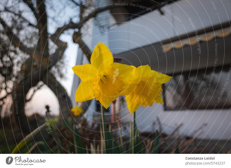 Yellow togetherness for spring daffodil daffodils double Blossom Flower Spring Nature Plant Easter Narcissus Blossoming Spring fever Spring flower Garden