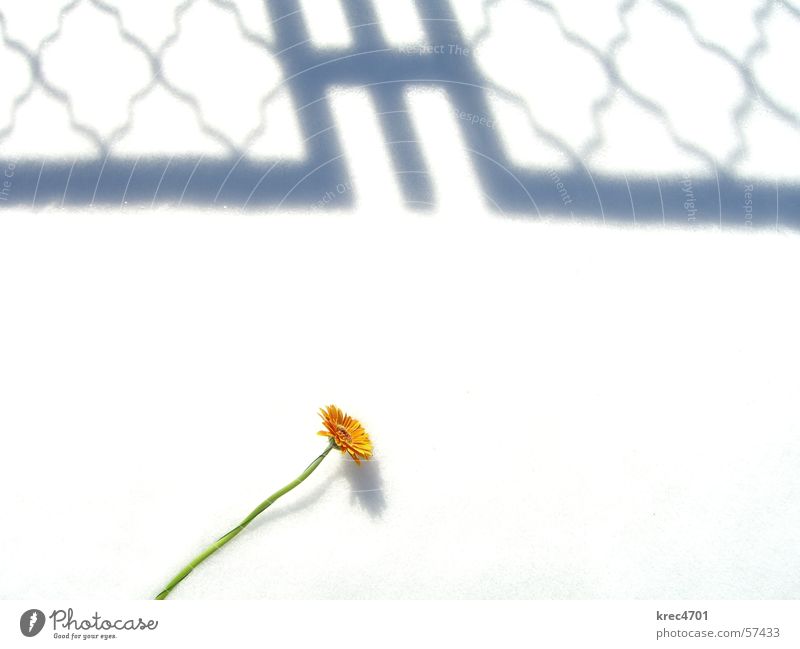 Flower in the snow 1 White Green Overexposure Snow Orange Shadow Bright