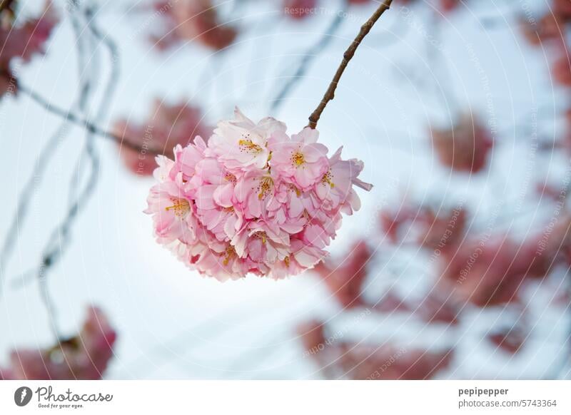 cherry blossom Ornamental cherry Spring Blossom Pink Cherry blossom Tree Blossoming Colour photo Exterior shot Nature Beautiful weather Cherry tree Spring fever