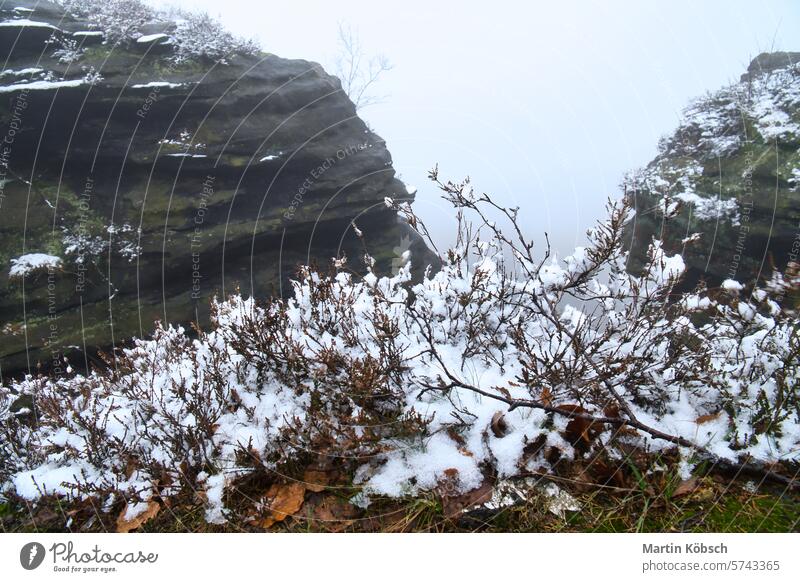 On the large Zschirnstein in fog. Rock covered with snow. Viewpoint Elbe Sandstone Mountains rock winter trees forest hiking root saxony nature rocky sandstone