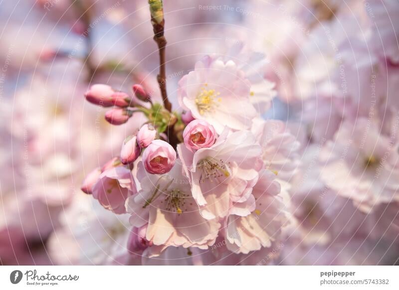 cherry blossom Ornamental cherry Spring Blossom Pink Cherry blossom Tree Blossoming Colour photo Exterior shot Nature Beautiful weather Cherry tree Spring fever