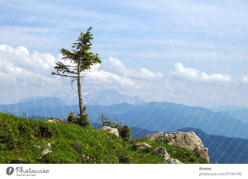 Tree borderline Mountain Alps Coniferous trees on one's own Green Sky Lonely Tall Blue mountains Spruce Jawbone timber line Unique selling point mountain pine