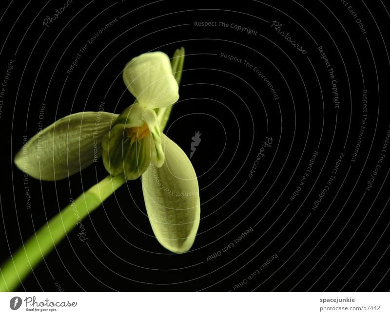 A snowdrop looks around the corner Snowdrop Plant Herbaceous plants Stalk Green White Black Blossom Macro (Extreme close-up)