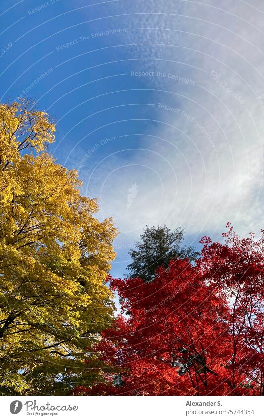 Trees with yellow and red foliage and a blue sky with a veil of clouds Autumn leaves colored sheets trees Colour Autumnal Autumnal colours autumn mood Seasons