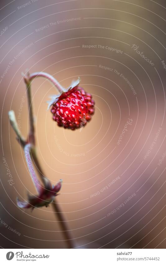 sweet fruit Wild strawberry Red cute Small Fruit Fresh Delicious Food Fruity salubriously Colour photo Close-up Vitamin Mature Healthy Nutrition Berries