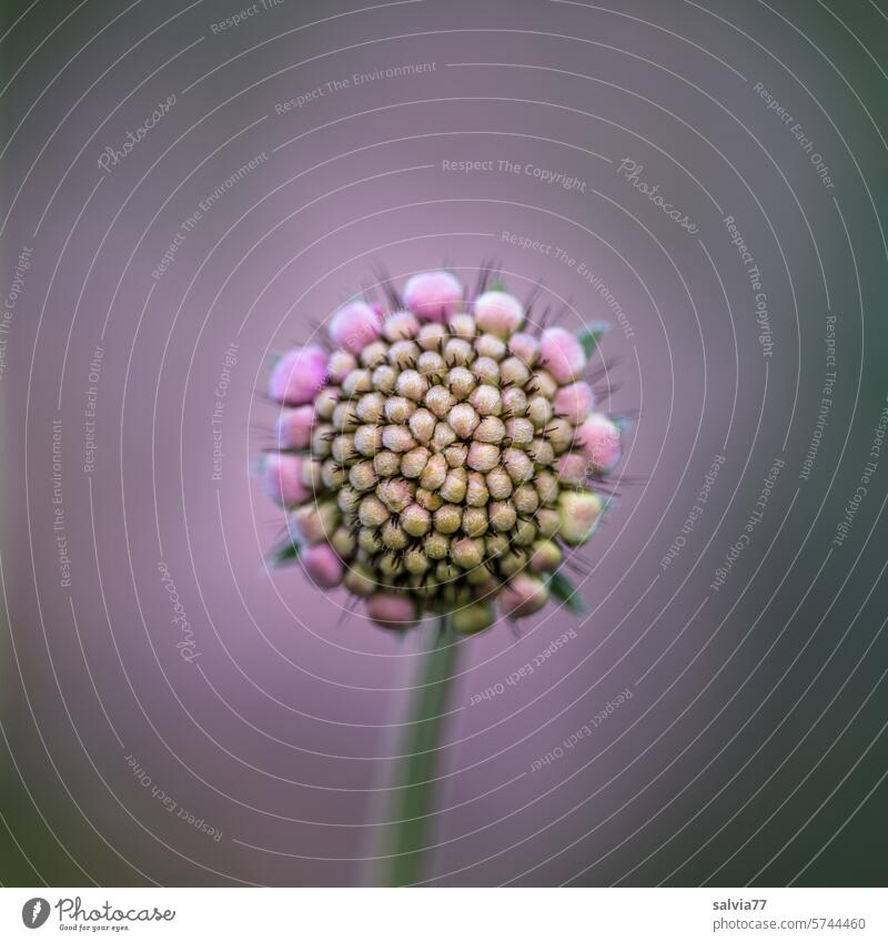 Attractive flower bud of the widow flower in delicate purple Flower Blossom tone-in-tone Widow flower scabiosa Round Delicate Nature Plant