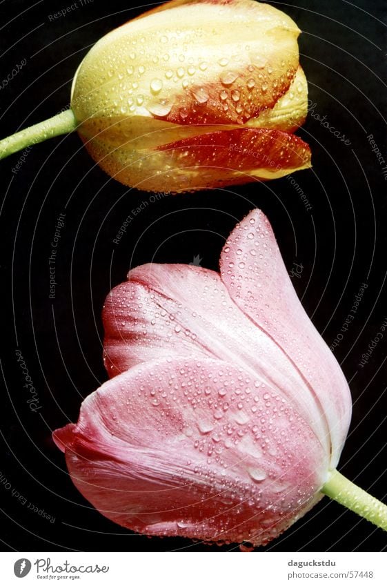 Conversations under tulips Summer Garden Nature Plant Water Drops of water Spring Flower Tulip Esthetic Yellow Green Pink Black Colour Damp Netherlands 2