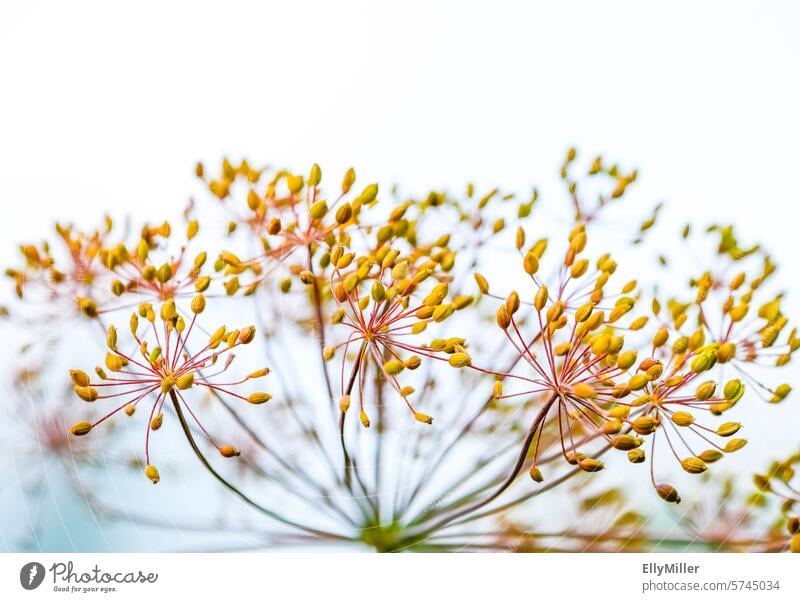 Dill seeds on the dry plant dill seed Sámen Plant Nature Garden Agricultural crop Herbs and spices Dill blossom Yellow Food Herb garden kitchen herbs seasoning