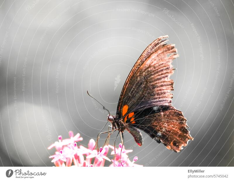 Butterfly collecting nectar on a flower Nectar amass Insect Animal Blossom Flower Plant Grand piano Macro (Extreme close-up) Nature Close-up Garden Blossoming