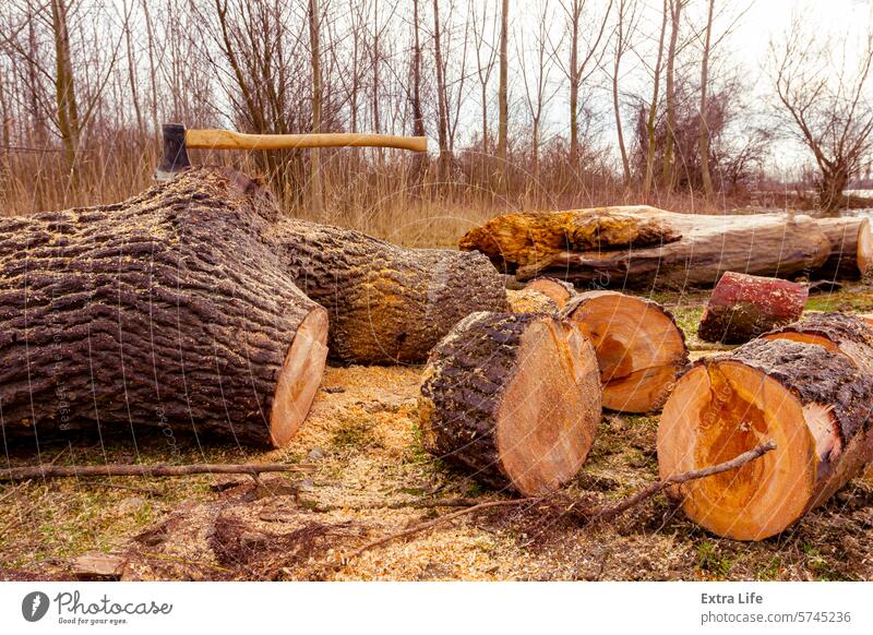 Axe stabbed in fresh sawn trunk, logs of wood on ground, ready for transport from forest Biomass Blade Chop Cross Section Cut Deforestation Destruction Ecology