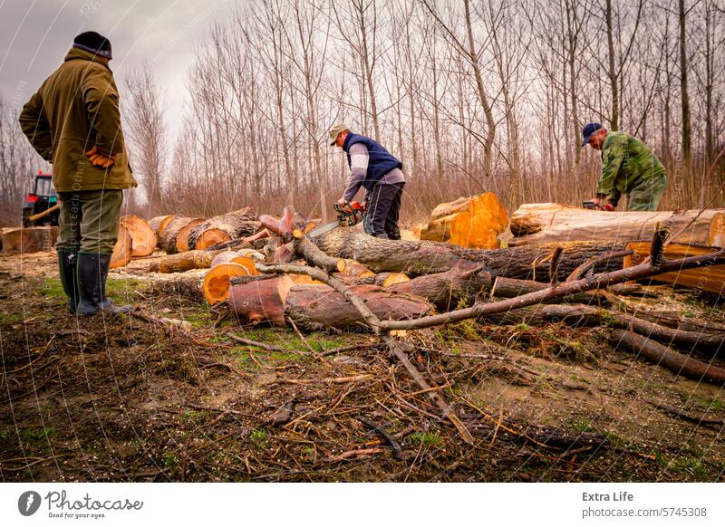 Woodcutter, logger, is cutting firewood, logs of wood, with motor chainsaw Blade Chain Chainsaw Chop Cut Deforestation Ecology Engine Felled Feller Firewood