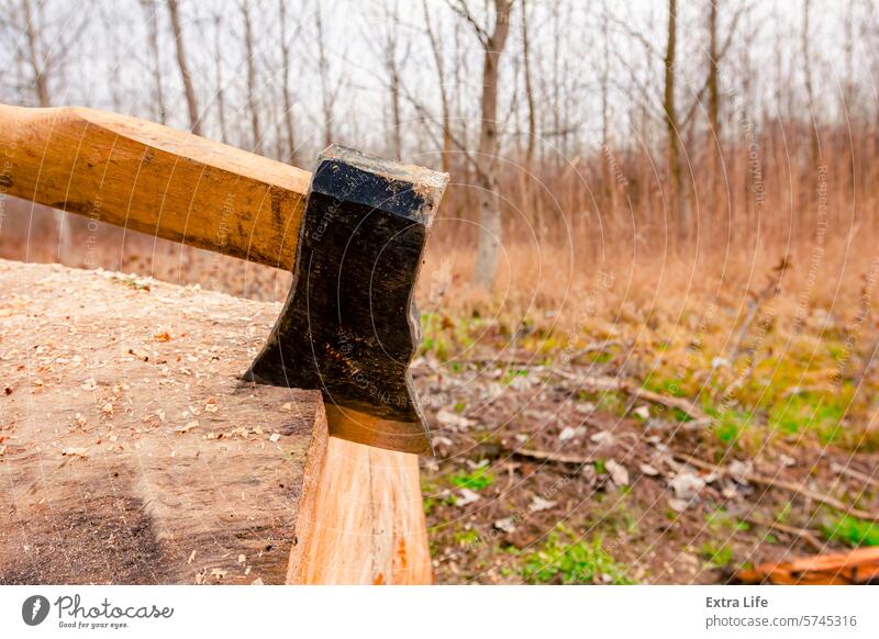 Axe stabbed in fresh sawn trunk, logs of wood on ground, ready for transport from forest Biomass Blade Chop Cross Section Cut Deforestation Destruction Ecology