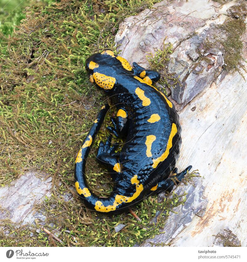 full lenght salamander in natural habitat black amphibian wild environment fauna nature fire salamander green wildlife animal salamandra amphibious creature