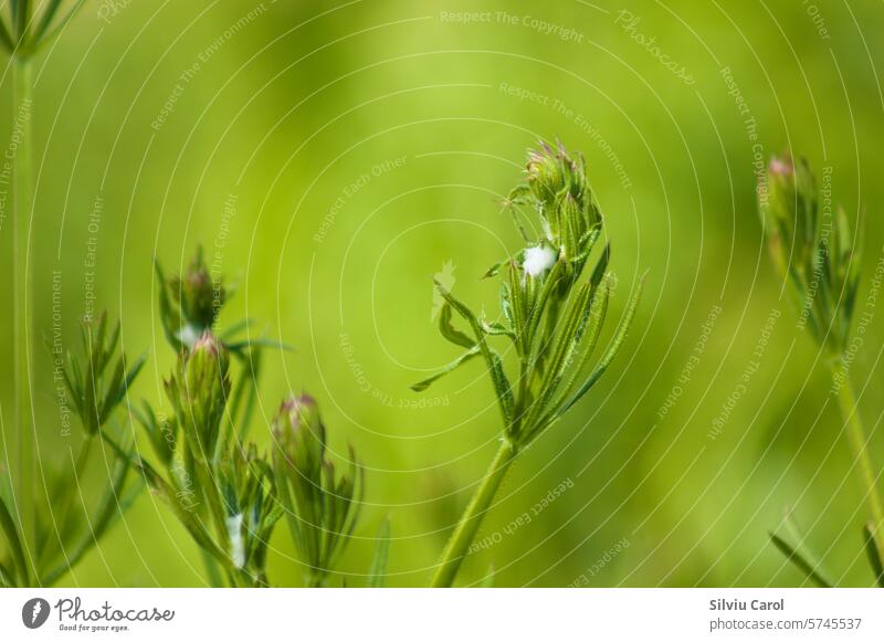 Closeup of cleavers flowers with green blurred background grass plant flora spring herb nature wild plant field leaf natural white herbaceous annual floral