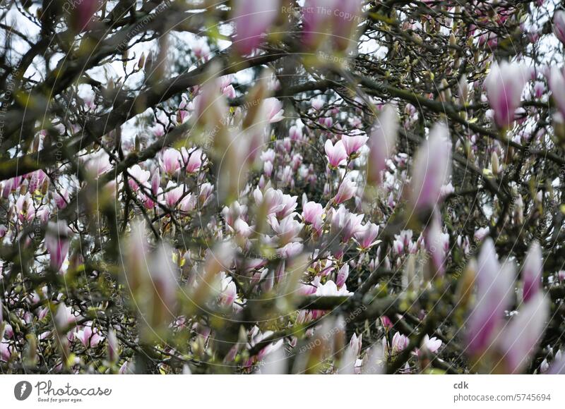 Magnolia blossoms in abundance | Happy Easter! magnolias Magnolia plants Magnolia tree Blossom Spring Nature Pink Tree Plant Spring fever soft pink Noble