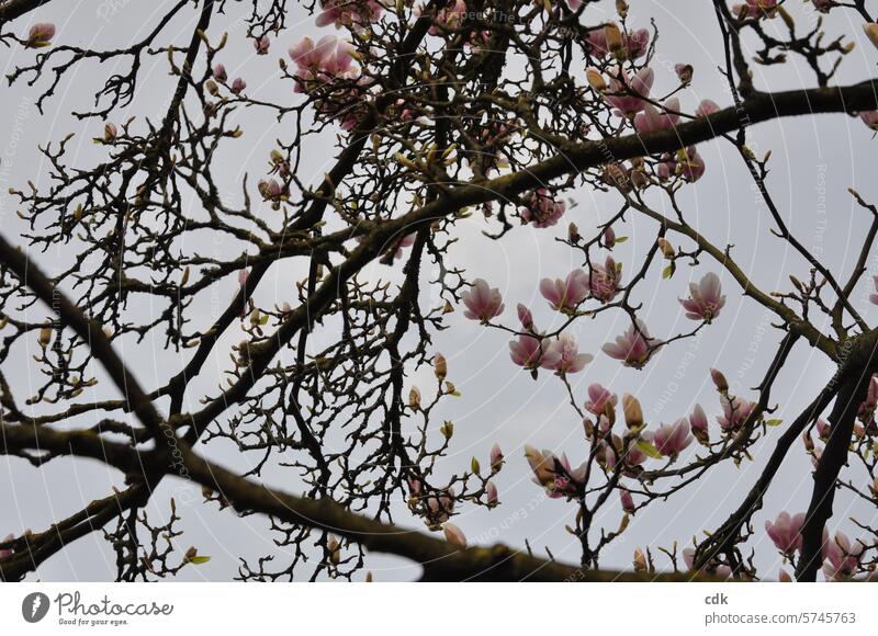 Pink magnolia blossoms between old, gnarled branches. magnolias Magnolia plants Magnolia blossom Magnolia tree Blossom Spring Nature Tree Plant Spring fever